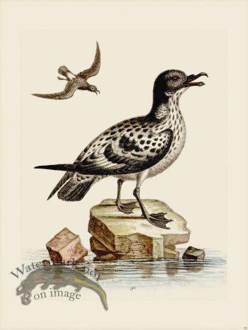 Edwards 090 White and Black Peteril